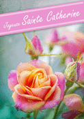 Roses &eacute;clatantes pour une f&ecirc;te joyeuse